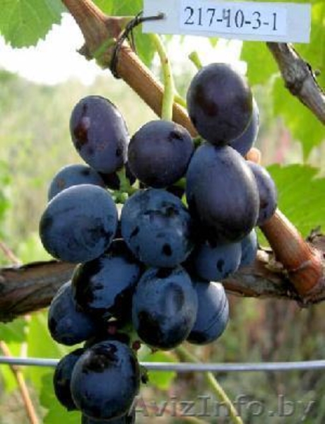 Продам многолетние саженцы винограда - Изображение #3, Объявление #891922