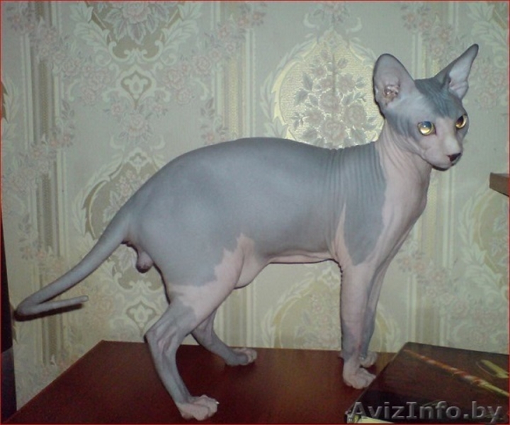 Канадский сфинкс купить Минск - Изображение #1, Объявление #877333
