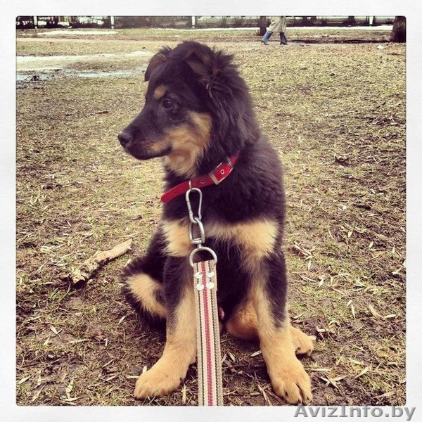 Щенки-медвежата в дар! - Изображение #2, Объявление #886200