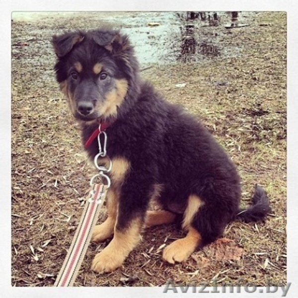 Щенки-медвежата в дар! - Изображение #1, Объявление #886200