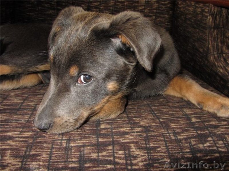 Щенки-медвежата в дар! - Изображение #4, Объявление #886200