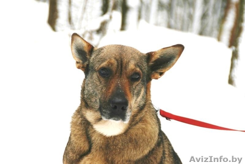 Прекрасная собака Герда. В дар. - Изображение #2, Объявление #845248