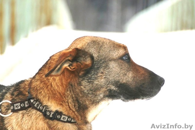 Прекрасная собака Герда. В дар. - Изображение #5, Объявление #845248