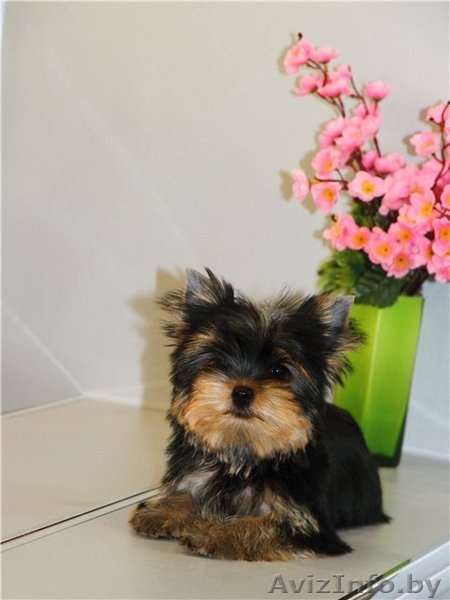Элитный мальчик йоркширского терьера - Изображение #1, Объявление #883846
