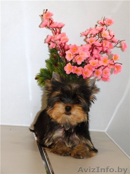 Элитный мальчик йоркширского терьера - Изображение #2, Объявление #883846