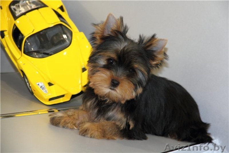 Йоркширский терьер- не дорого - Изображение #1, Объявление #883847