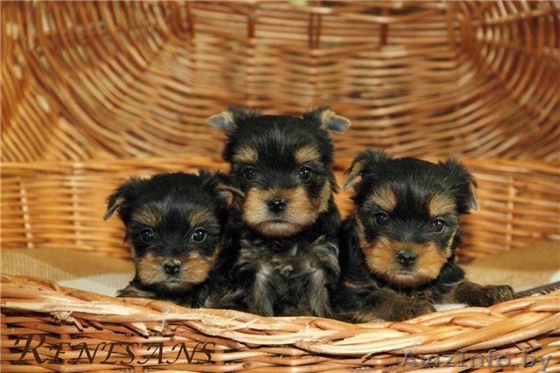 помет йоркширского терьера - Изображение #2, Объявление #883848