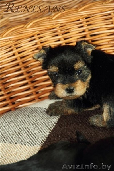 помет йоркширского терьера - Изображение #1, Объявление #883848