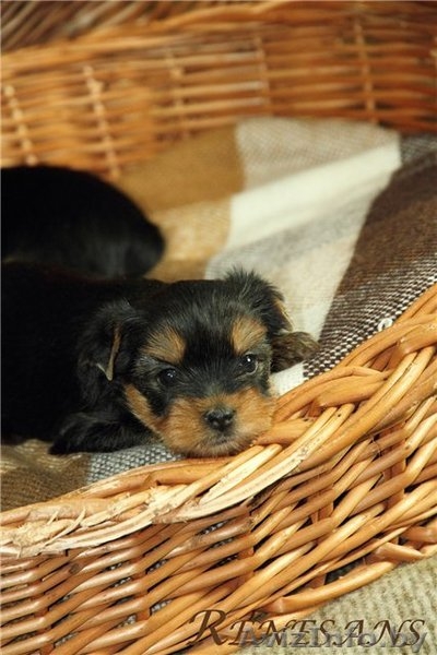 помет йоркширского терьера - Изображение #5, Объявление #883848