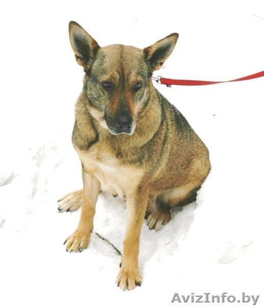 Прекрасная собака Герда. В дар. - Изображение #4, Объявление #845248