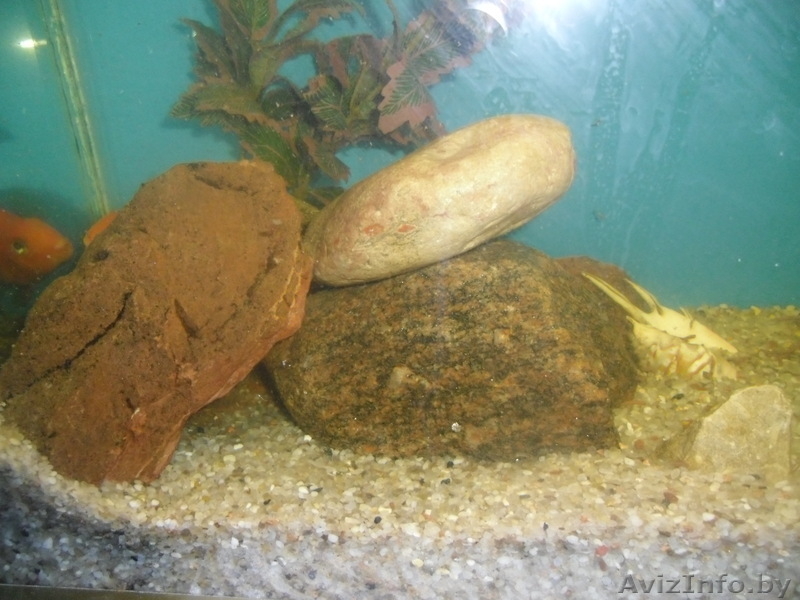 Аквариумный грунт кварц 80% 9.500 тыс за 1 кг . Район Зеленый луг - Изображение #4, Объявление #891289