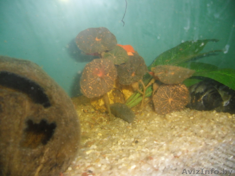 Аквариумный грунт кварц 80% 9.500 тыс за 1 кг . Район Зеленый луг - Изображение #3, Объявление #891289