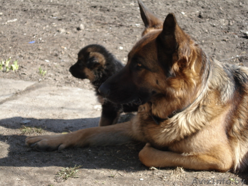 Щенки- Немецкой овчарки - Изображение #3, Объявление #889600