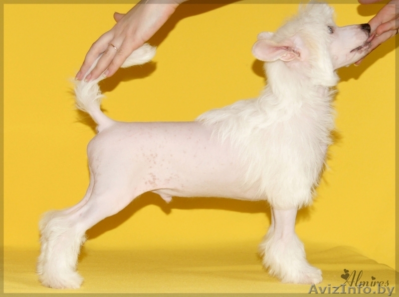 Китайской хохлатой очаровательные щеночки - Изображение #5, Объявление #881260