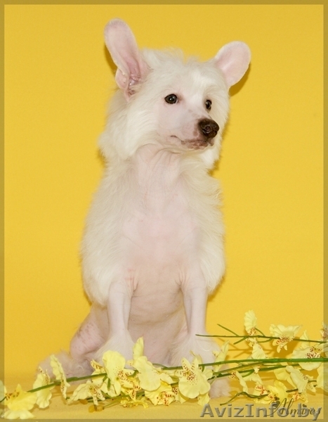 Китайской хохлатой очаровательные щеночки - Изображение #6, Объявление #881260