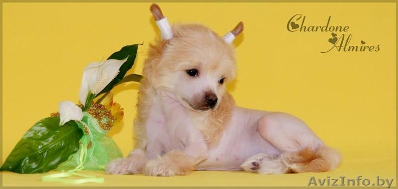 Китайской хохлатой очаровательные щеночки - Изображение #1, Объявление #881260