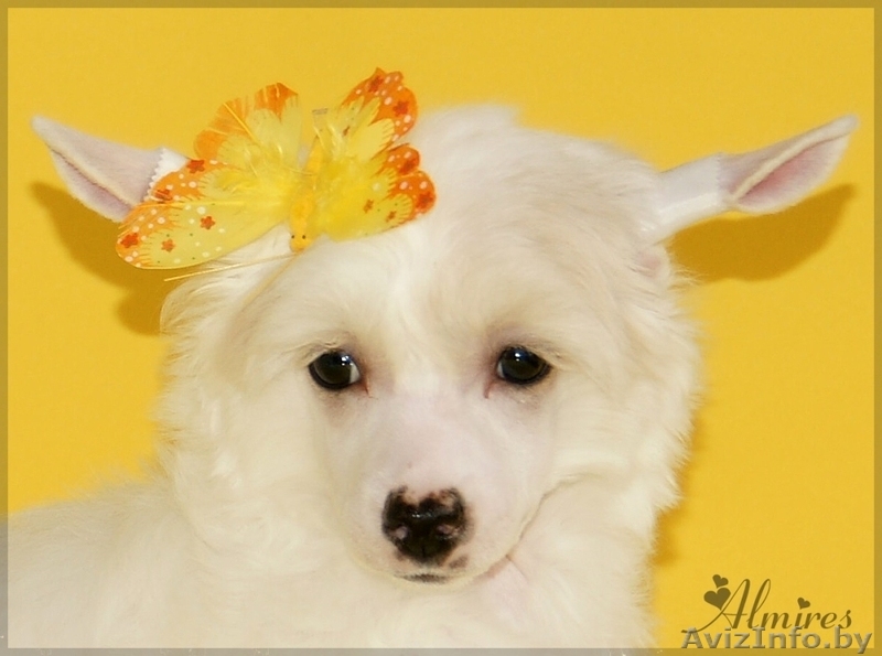 Китайской хохлатой очаровательные щеночки - Изображение #3, Объявление #881260