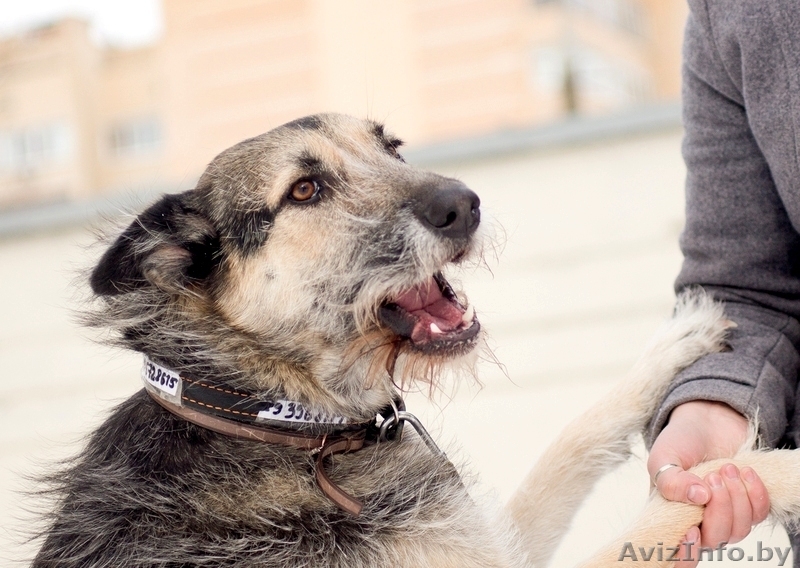 Идеальная собака в дар! - Изображение #2, Объявление #875800