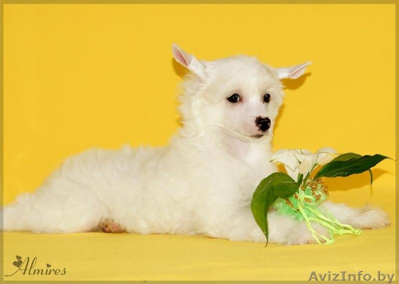 Китайской хохлатой очаровательные щеночки - Изображение #4, Объявление #881260