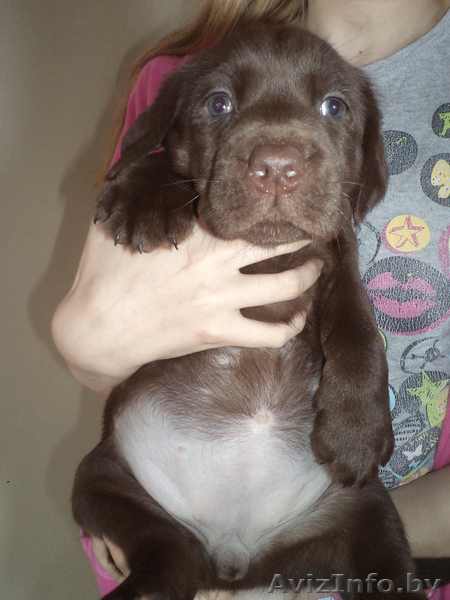щенки шоколадного окраса  - Изображение #1, Объявление #866291