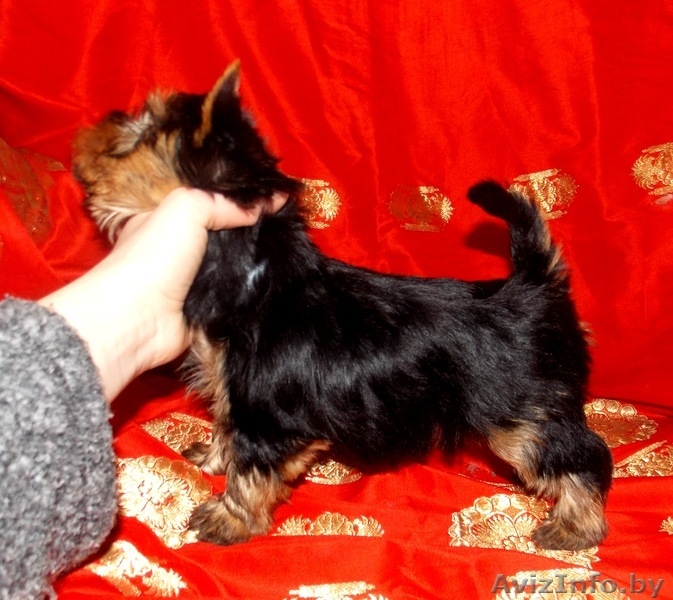 Йоркширский терьер девочки - Изображение #2, Объявление #877525