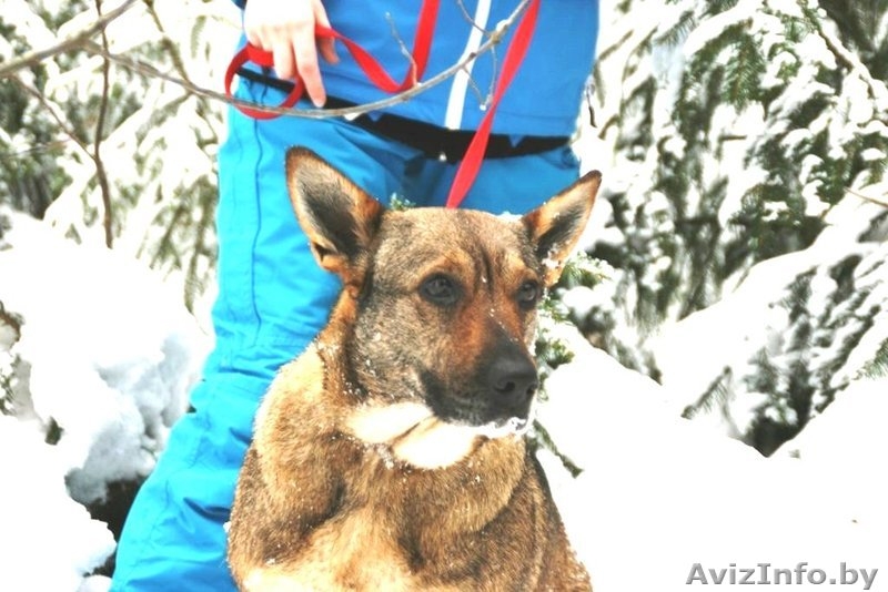 Прекрасная собака Герда. В дар. - Изображение #3, Объявление #845248