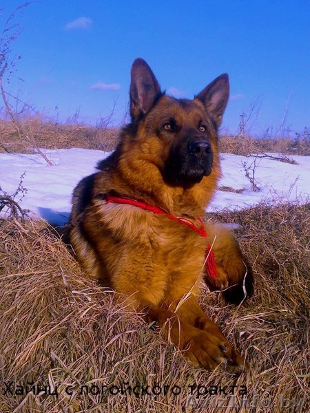 Щенки- Немецкой овчарки - Изображение #5, Объявление #889600