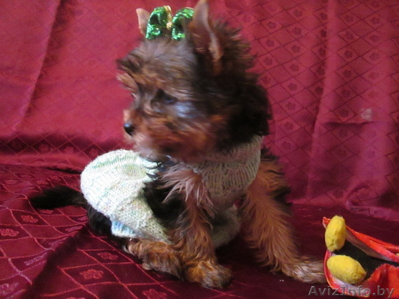 мини девочка йоркширского терьера - Изображение #2, Объявление #879741