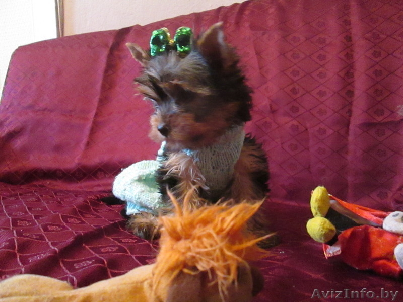 мини девочка йоркширского терьера - Изображение #1, Объявление #879741