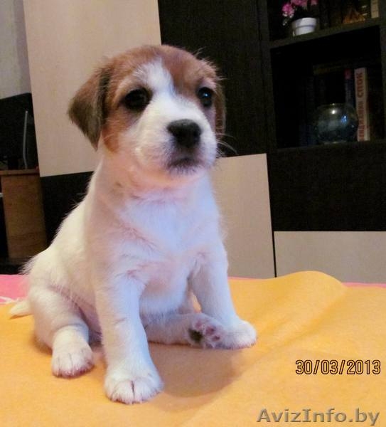 Джек рассел терьера породистые щенки - Изображение #1, Объявление #866564