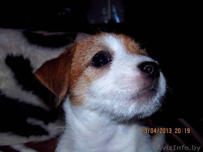 Джек рассел терьера породистые щенки - Изображение #2, Объявление #866564