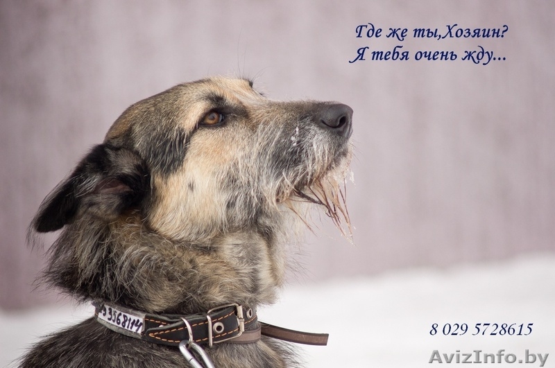 Идеальная собака в дар! - Изображение #1, Объявление #875800