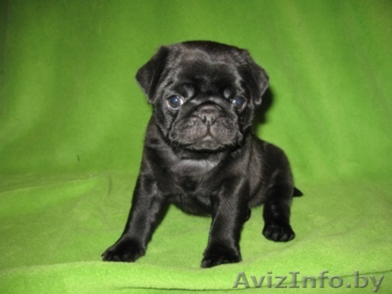 Породистые щенки мопса - Изображение #3, Объявление #887322