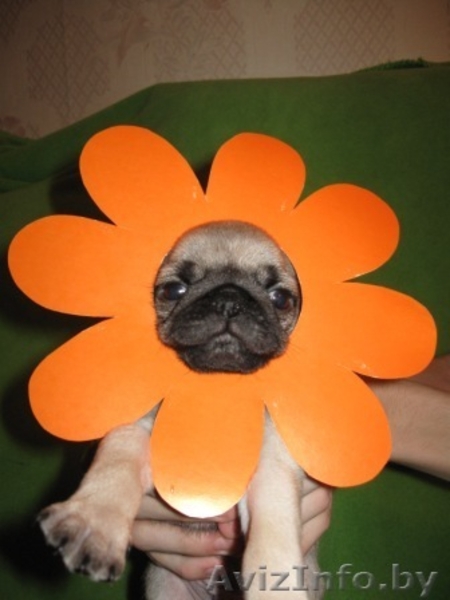 Породистые щенки мопса - Изображение #1, Объявление #887322