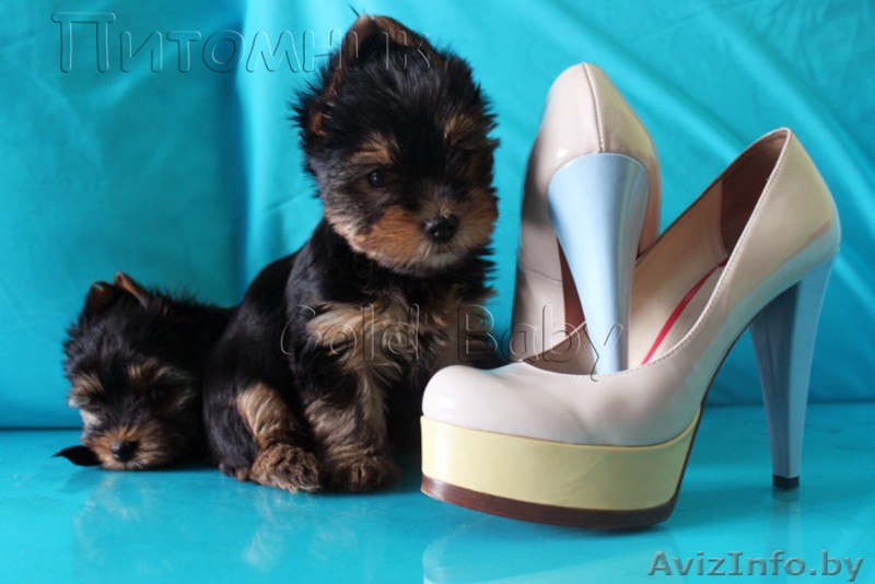 Щенки йоркширского терьера. - Изображение #1, Объявление #888394