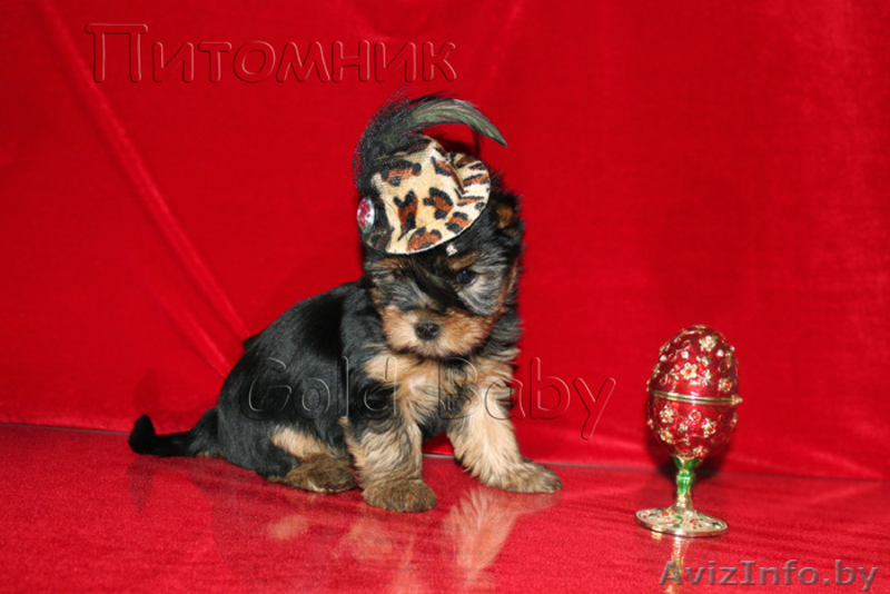 Щенки йоркширского терьера. - Изображение #2, Объявление #888394