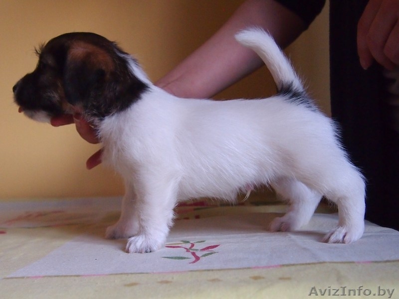Высокопородные щенки джек рассел терьера от родителей чемпионов - Изображение #3, Объявление #877001