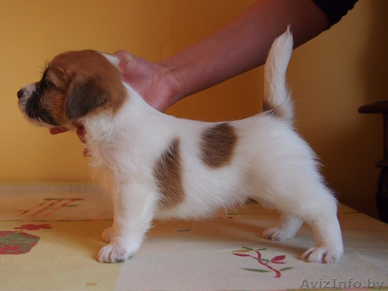 Высокопородные щенки джек рассел терьера от родителей чемпионов - Изображение #1, Объявление #877001