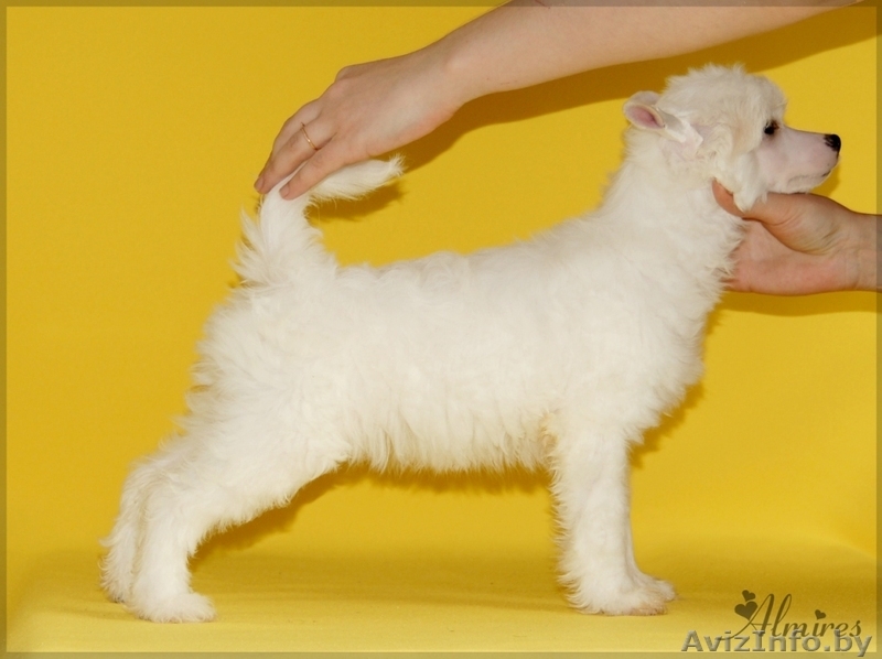 Китайской хохлатой очаровательные щеночки - Изображение #2, Объявление #881260