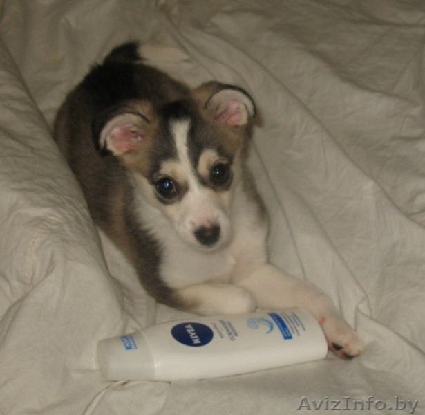 Мини лайка в дар! - Изображение #1, Объявление #880400