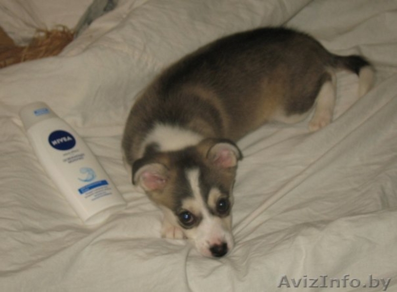 Мини лайка в дар! - Изображение #3, Объявление #880400