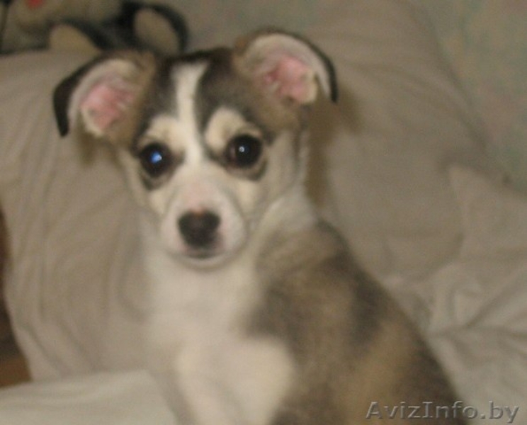 Мини лайка в дар! - Изображение #4, Объявление #880400