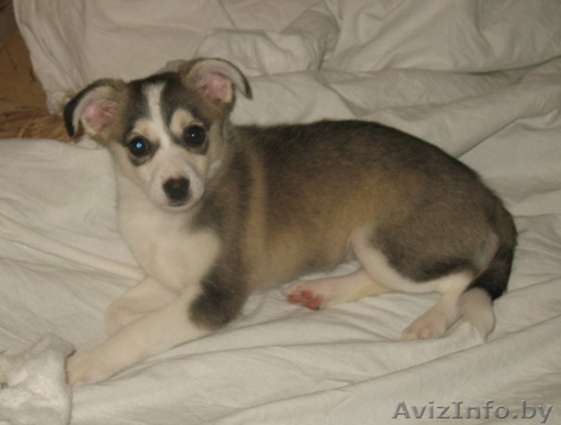 Мини лайка в дар! - Изображение #2, Объявление #880400