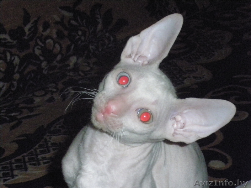 срочно продам котят породы корниш-рекс - Изображение #1, Объявление #886857