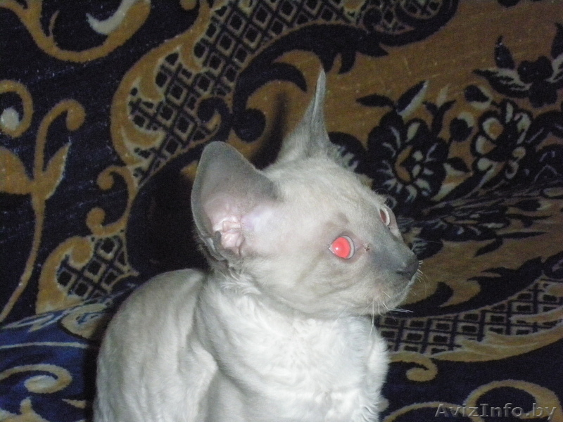 срочно продам котят породы корниш-рекс - Изображение #3, Объявление #886857