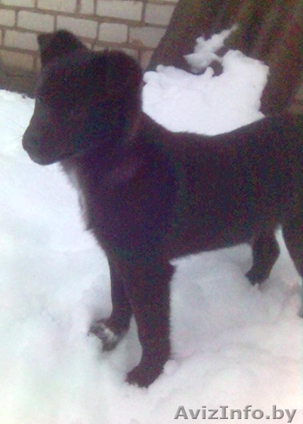 Щенки в дар - Изображение #2, Объявление #884888