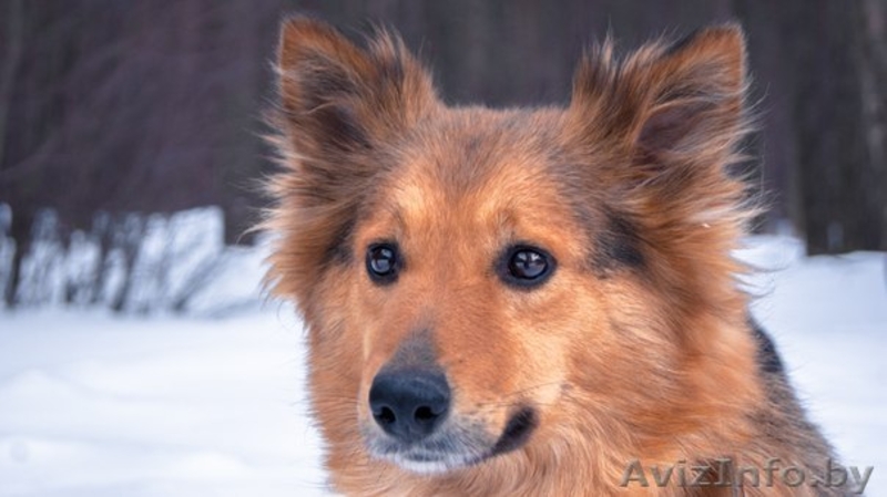 Замечательная собака Жульет в дар! - Изображение #1, Объявление #871324