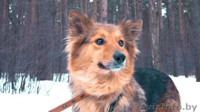 Замечательная собака Жульет в дар! - Изображение #2, Объявление #871324