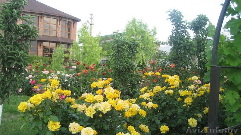 Предлагаем отдых на берегу Черного моря - Изображение #3, Объявление #896419