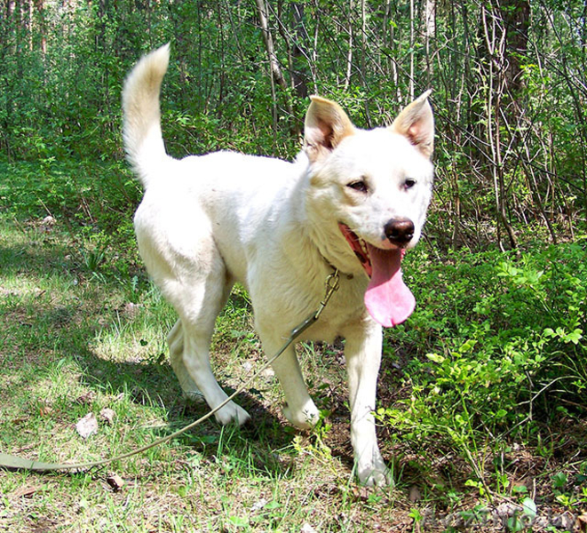 Лари - ждёт новых хозяев  - Изображение #1, Объявление #898169